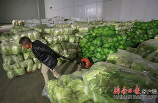 組圖直擊 ?？谟瓚?zhàn)冷空氣 儲備蔬菜保供應(yīng)